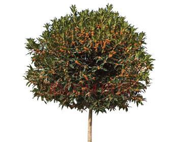 如何养护丹桂树？（培育健康树木，享受丰收收获）