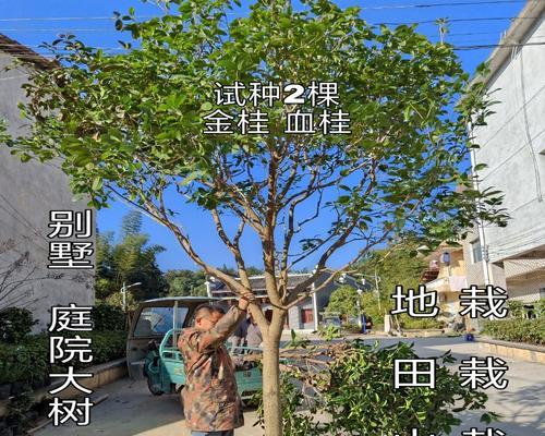 如何养护丹桂树？（培育健康树木，享受丰收收获）