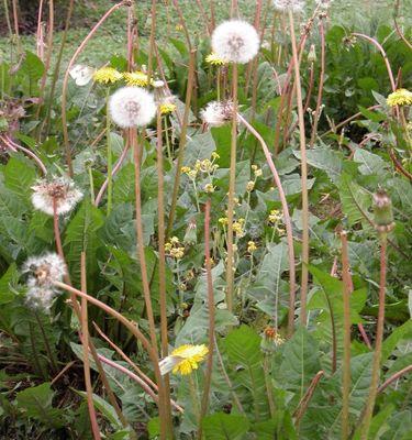 探秘蒲公英的生长特点（了解蒲公英的花、叶、根和种子）