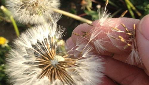 探秘蒲公英的生长特点（了解蒲公英的花、叶、根和种子）