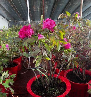 盆栽牡丹花种植技巧（打造生机盎然的室内花园，体验自然之美）