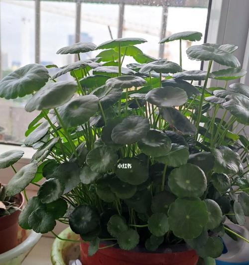 铜钱草的种植与养护技术（打造绿色多肉空间，从铜钱草开始）