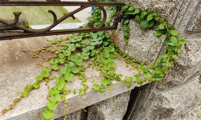 爬山虎种植指南（种植时间、方法、养护）