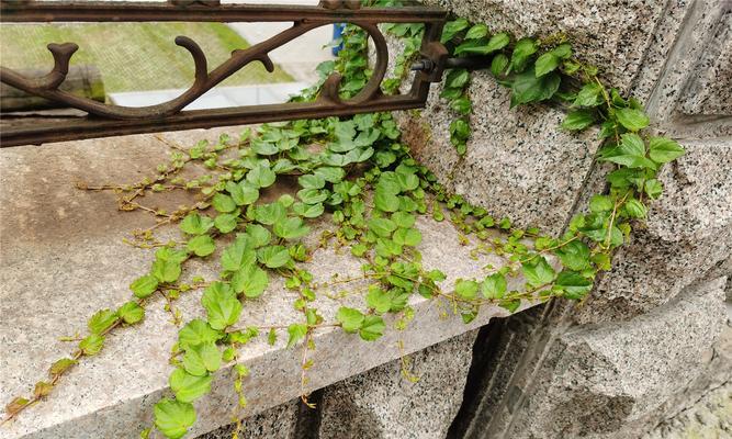 爬山虎种植指南（种植时间、方法、养护）