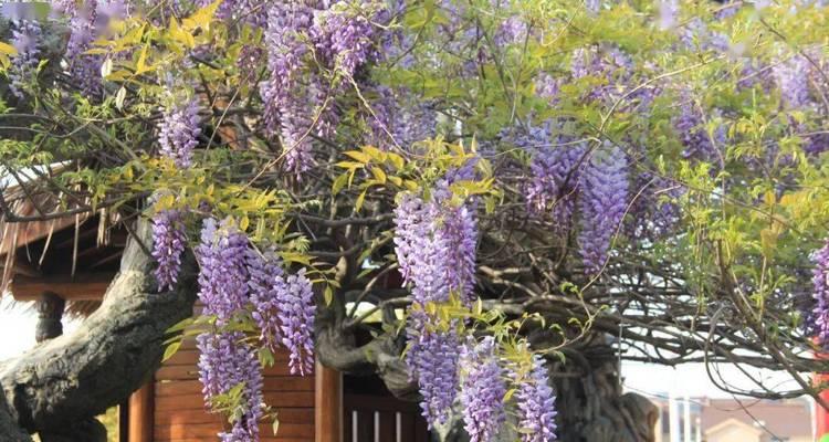 室内紫藤的种植方法（如何在家中培育美丽的紫藤？——室内种植攻略）