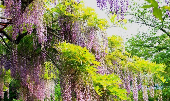 室内紫藤的种植方法（如何在家中培育美丽的紫藤？——室内种植攻略）