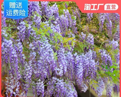 室内紫藤的种植方法（如何在家中培育美丽的紫藤？——室内种植攻略）