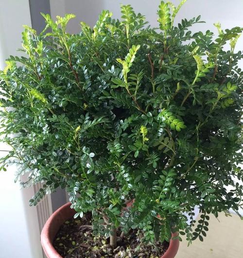 门口种什么植物好？（让你家更美丽、更健康的门口植物）