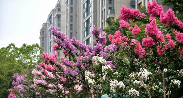 如何养护紫薇花让其开花？（全面指南让您轻松打造繁花似锦的紫薇花园）