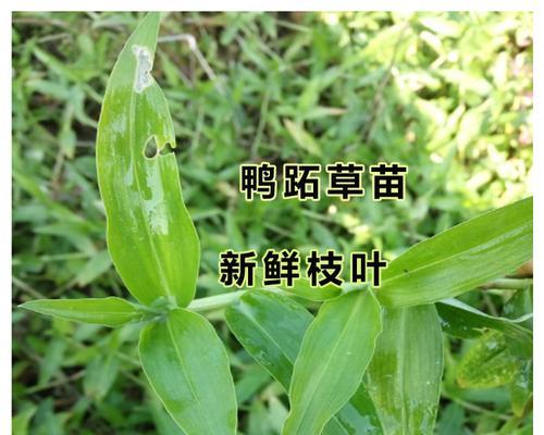 竹节草养护全攻略（从选种到养护，让你轻松打造美丽盆栽）