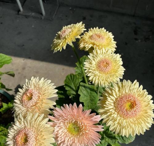 世界四大切花（了解四种最美的花卉，感受大自然的魅力）