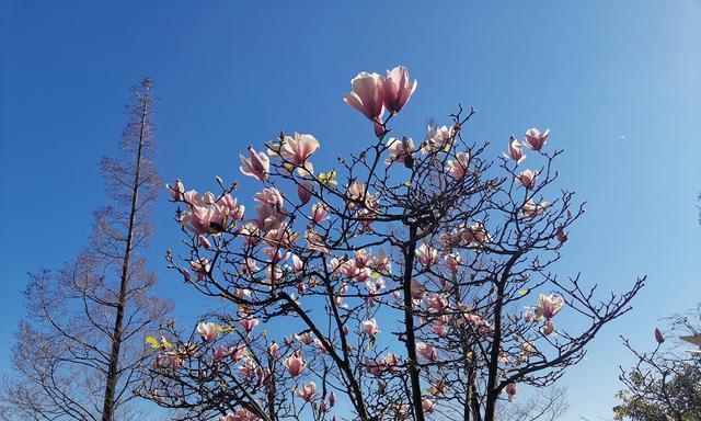 冬日花海绽放美丽生命（十种花卉绽放冬日美丽）