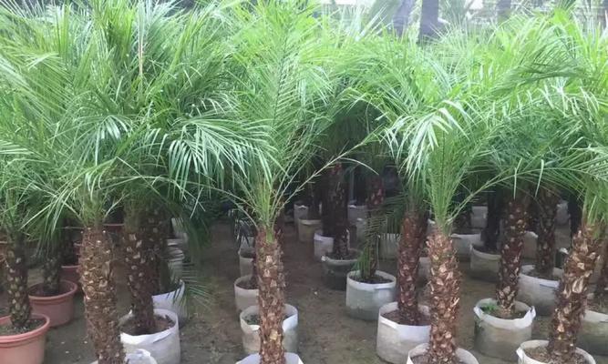 蒲葵养殖全攻略（掌握蒲葵养殖的技巧，让你成为花卉专家）