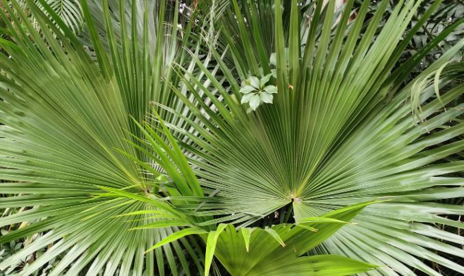 蒲葵养殖全攻略（掌握蒲葵养殖的技巧，让你成为花卉专家）