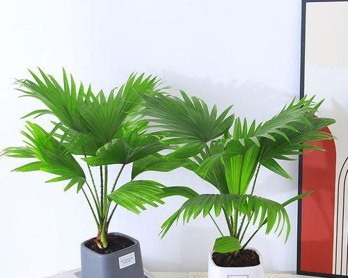 蒲葵养殖全攻略（掌握蒲葵养殖的技巧，让你成为花卉专家）