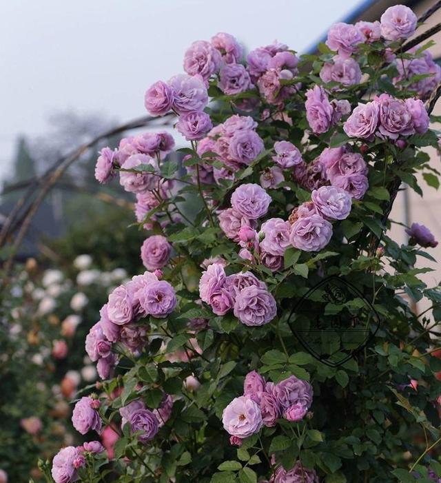 耐晒藤本月季（让阳光更美丽）