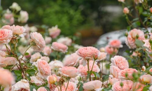 耐晒藤本月季（让阳光更美丽）