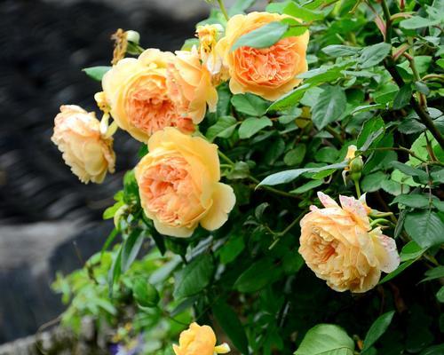 耐晒藤本月季（让阳光更美丽）