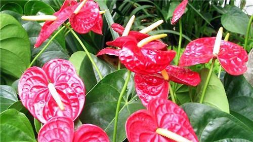 室内火鹤花的毒性（了解火鹤花的危害，保护生命健康）