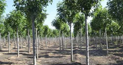 白蜡树苗种植全攻略（打造绿色家园，从白蜡树苗开始；白蜡树苗种植技巧大揭秘）
