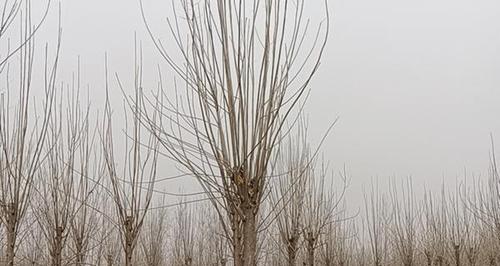 白蜡树苗种植全攻略（打造绿色家园，从白蜡树苗开始；白蜡树苗种植技巧大揭秘）