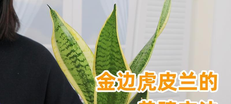 如何养护金边虎皮兰（打造独特室内景观，）