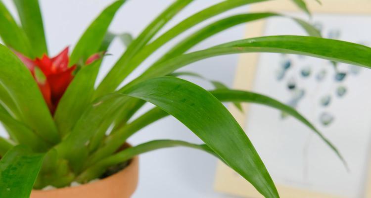鸿运当头盆栽的养护技巧（打造幸福家庭的“吉祥植物”，让幸运与您同在）