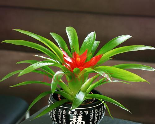 鸿运当头盆栽的养护技巧（打造幸福家庭的“吉祥植物”，让幸运与您同在）
