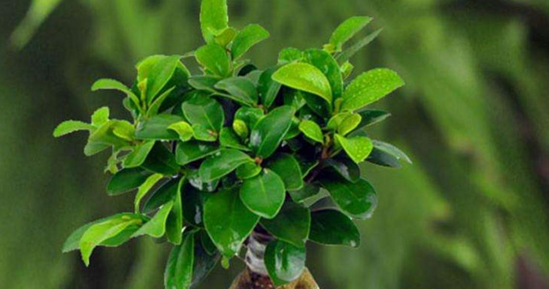 家里养盆栽榕树的养护方法（从选购到养护，全方位教你打造健康的榕树）