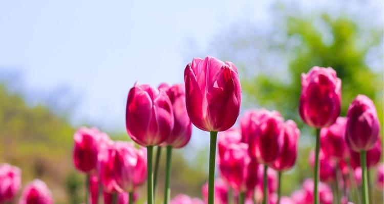 郁金香——荷兰的国花，寓意深远（探寻郁金香的象征意义，感受它的美丽与神秘）