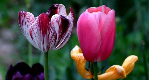 郁金香——荷兰的国花，寓意深远（探寻郁金香的象征意义，感受它的美丽与神秘）