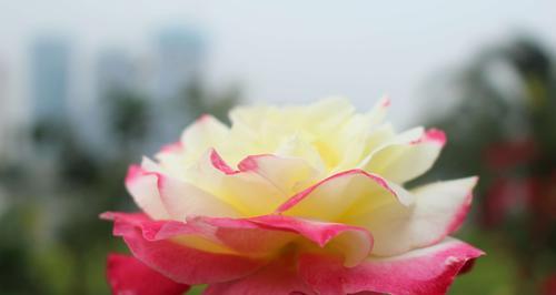 探寻玫瑰花的多彩世界（一朵花开，千种颜色；一份情感，万般表达）