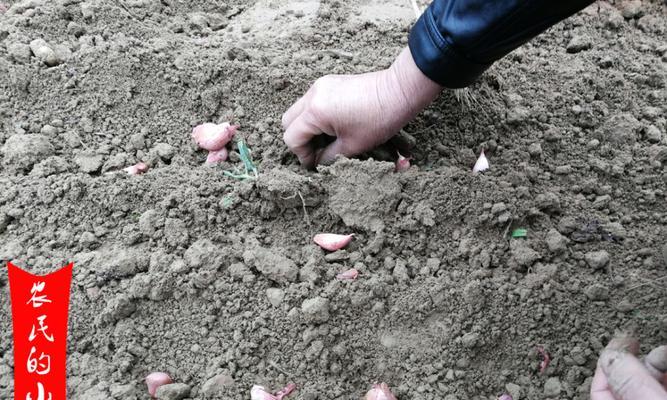 大蒜种植方法详解（培土、施肥、栽培、管理、防虫、采收、储藏、注意事项）