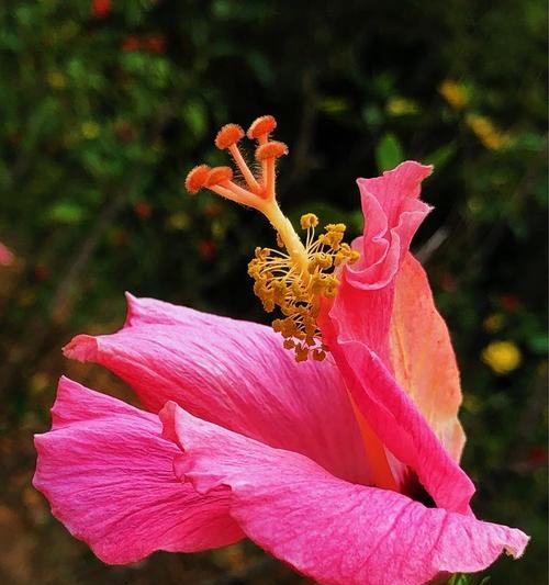 扶桑花——生命力的象征（探寻扶桑花的寓意）