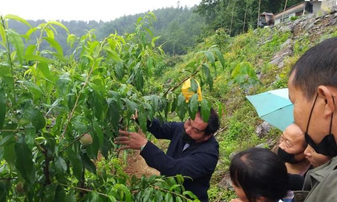 种植桃树的注意事项（如何让你的桃树茁壮成长）