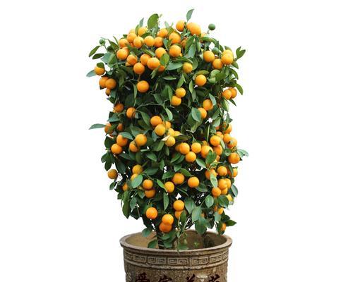 盆栽金橘的全面栽培指南（金橘的养护、繁殖、病虫防治及盆栽技巧）