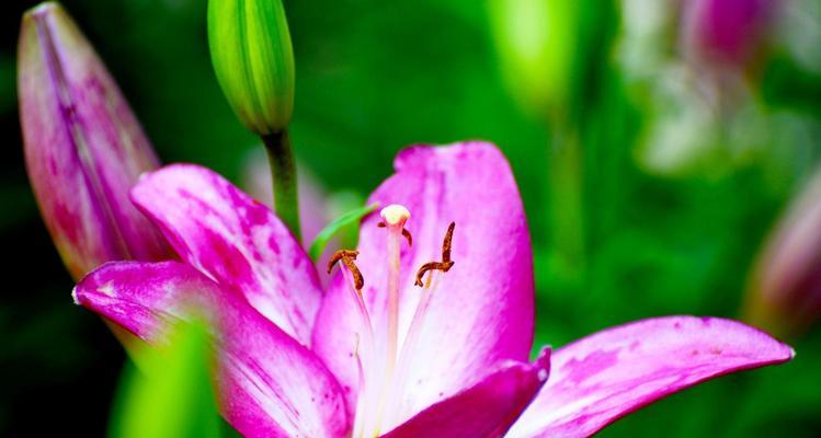 爱的芬芳（探究百合花作为爱情象征的内涵与传承）