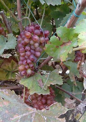 葡萄与提子（探究葡萄与提子的区别与联系，解密它们的不同品种）