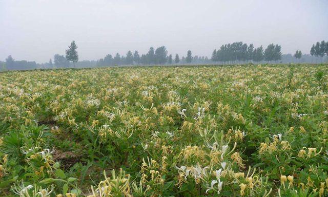 金银花的栽植与管理（让家园多一份草木芬芳，品味“金银花”的养殖之道）