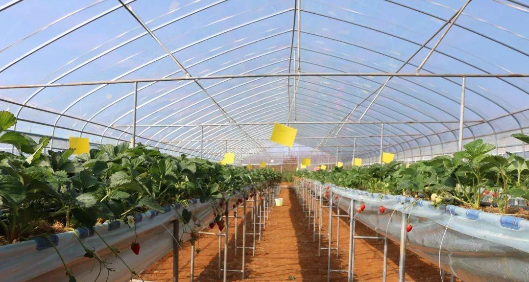 草莓种植必备条件（全面解析草莓种植需要满足的环境和技术要求）