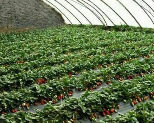 草莓种植必备条件（全面解析草莓种植需要满足的环境和技术要求）