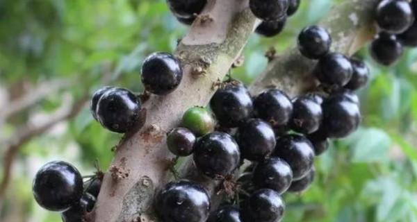 水翁果（探究水翁果的营养成分和医学价值）