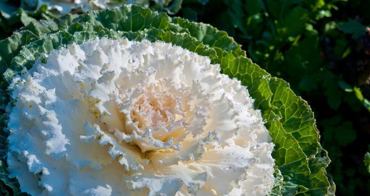 冬季开花植物大全（赏冬之美，探寻寒季开花奇妙之处）