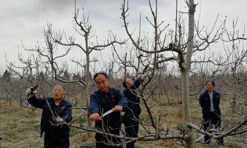 樱桃树修剪技术图解大全（掌握樱桃树修剪技巧，提高果实产量）