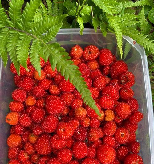 树莓和覆盆子的区别（从果实、植株、生长环境三个方面进行比较）