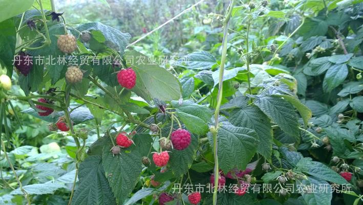 树莓和覆盆子的区别（从果实、植株、生长环境三个方面进行比较）