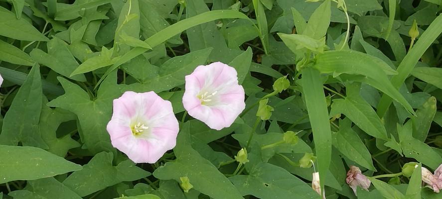 牵牛花花粉对过敏者有影响吗？（了解牵牛花花粉的成分与过敏源，保护自己的身体健康）