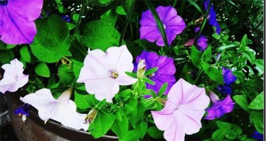 牵牛花花粉对过敏者有影响吗？（了解牵牛花花粉的成分与过敏源，保护自己的身体健康）