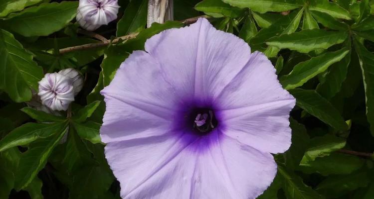 牵牛花花粉对过敏者有影响吗？（了解牵牛花花粉的成分与过敏源，保护自己的身体健康）