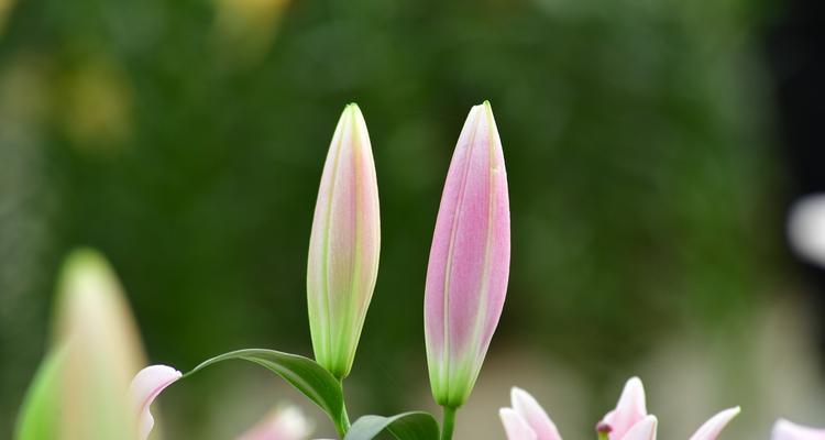 百合花香味的由来（从花朵到环境，探究百合花香味的散发之道）